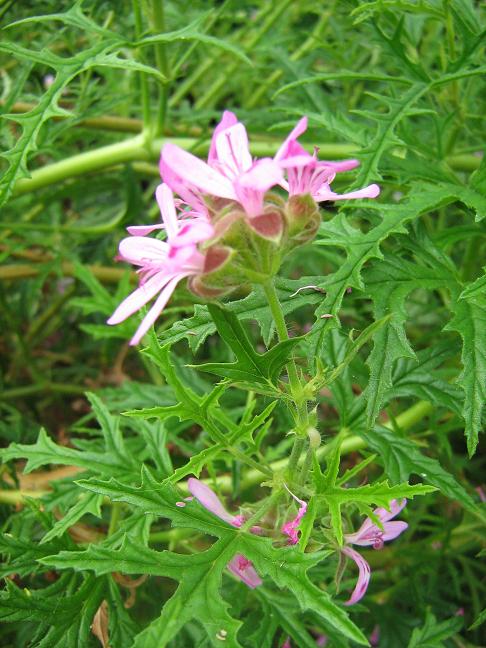 Pelargonium scabrum 