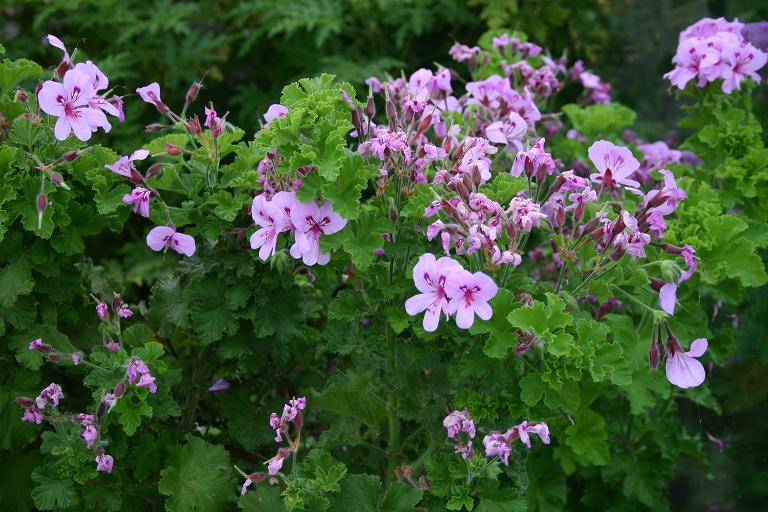 Pelargonium setulosum 