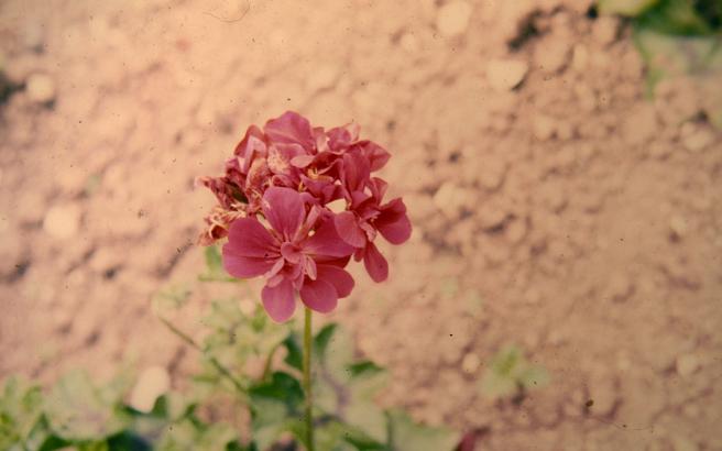 Pelargonium 'Sir Perry Blakeney' 