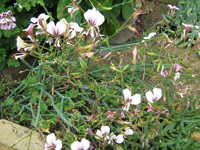 Pelargonium tetragonum 