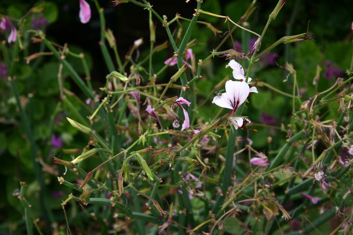 Pelargonium tetragonum 