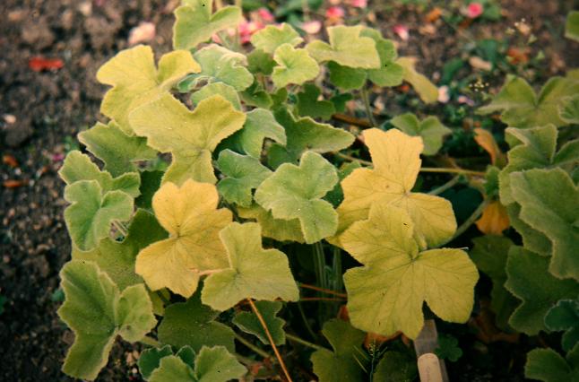 Pelargonium tomentosum 