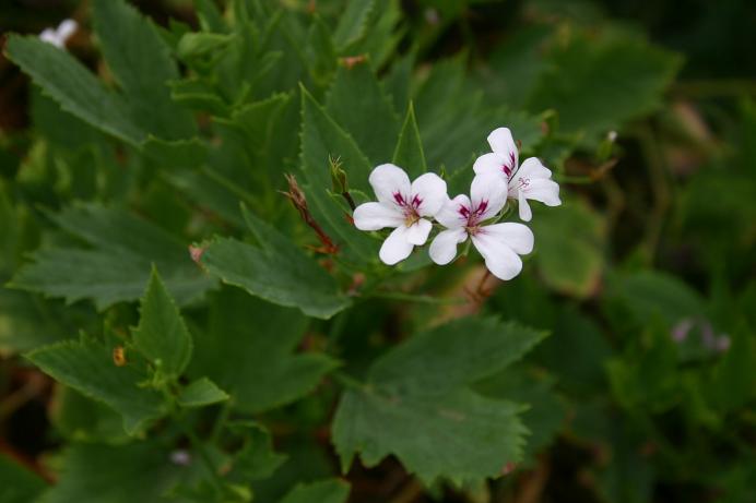 Pelargonium tricuspidatum 