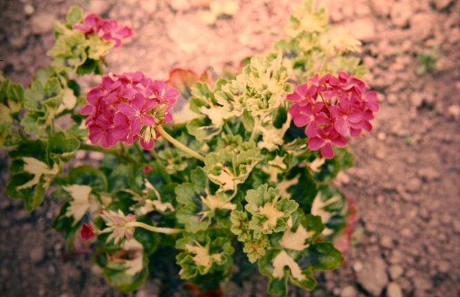 Pelargonium 'Wave of Life' 