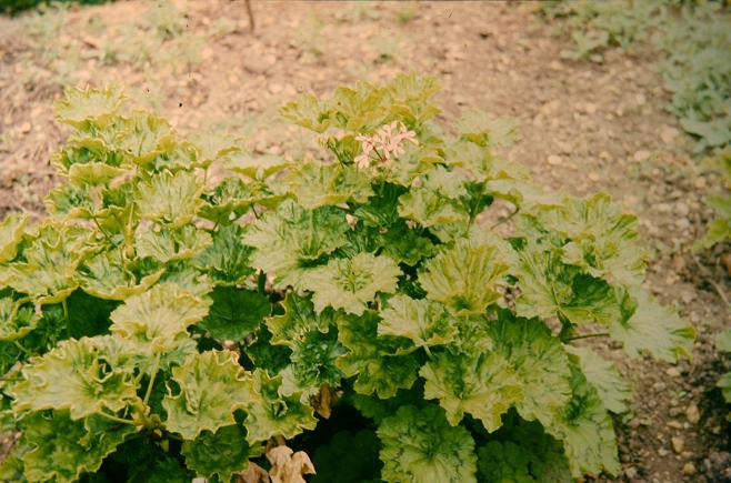 Pelargonium zonale 