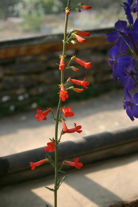 Penstemon alamoensis 