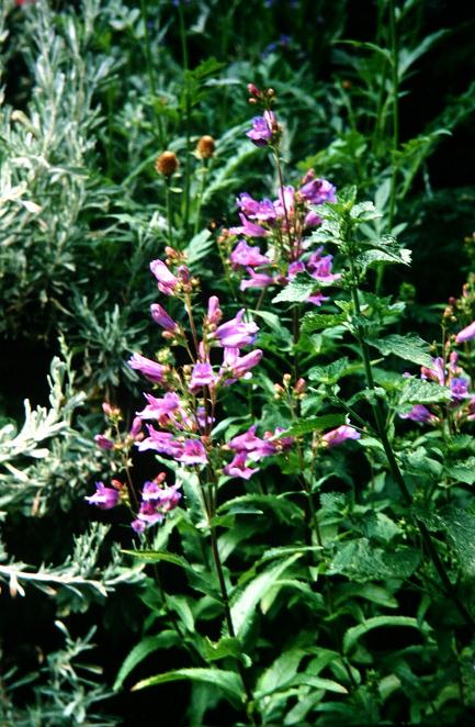 Penstemon diphyllus 