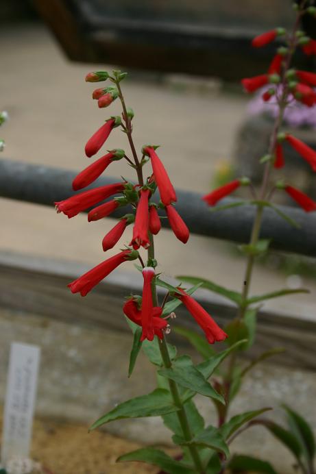 Penstemon eatonii 