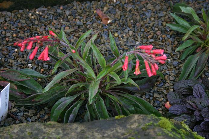 Penstemon eatonii 