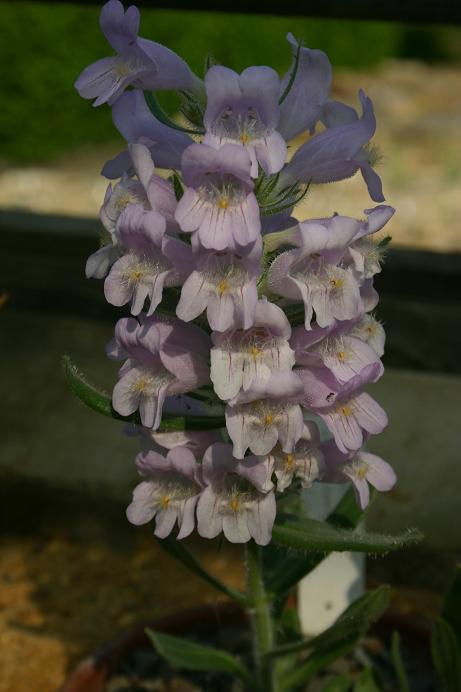 Penstemon eriantherus 