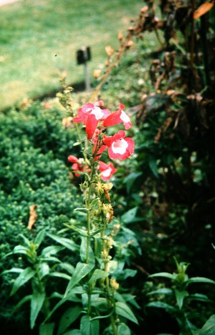 Penstemon gloxinioides 'New Hybrids' 