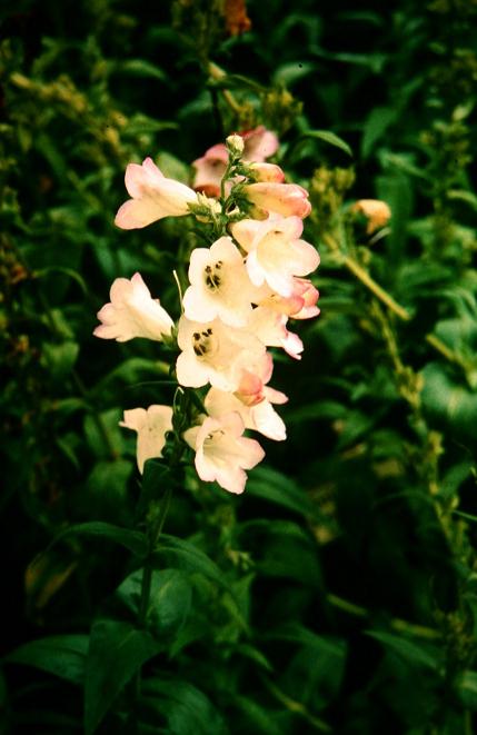 Penstemon gloxinioides 'New Hybrids' 