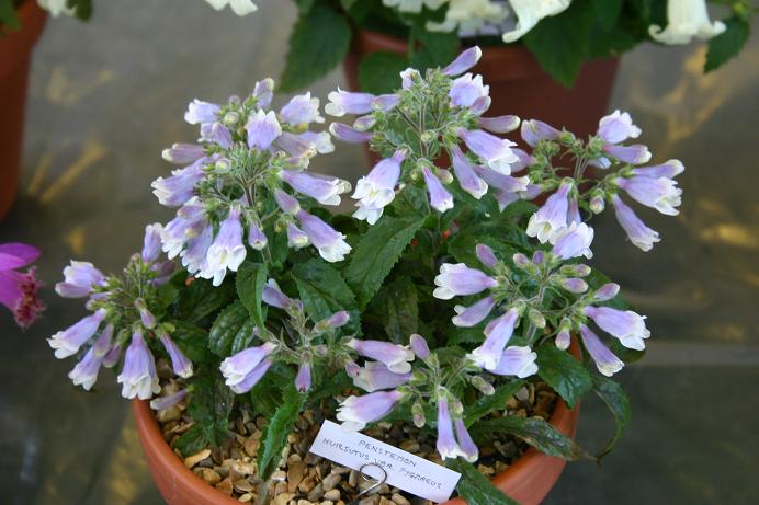 Penstemon hirsutus pygmaeus 