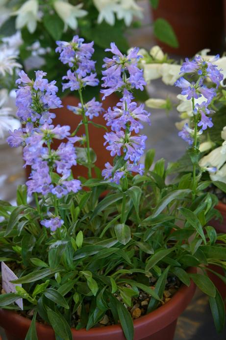 Penstemon humilis 