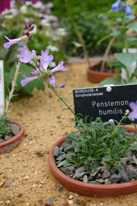 Penstemon humilis 