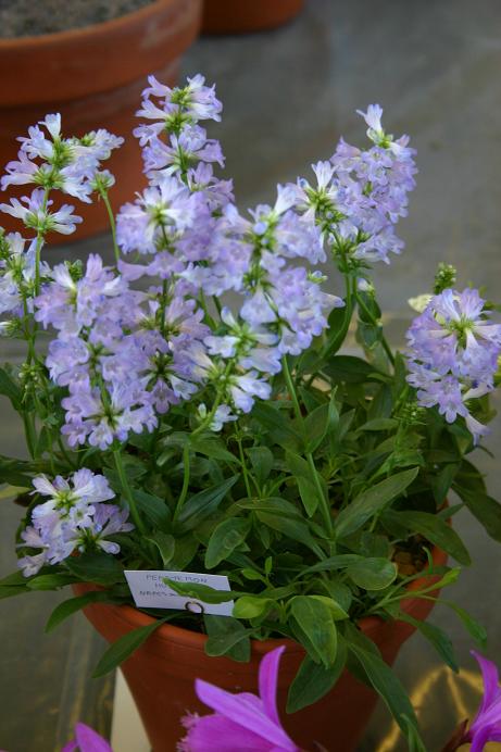 Penstemon humilis 