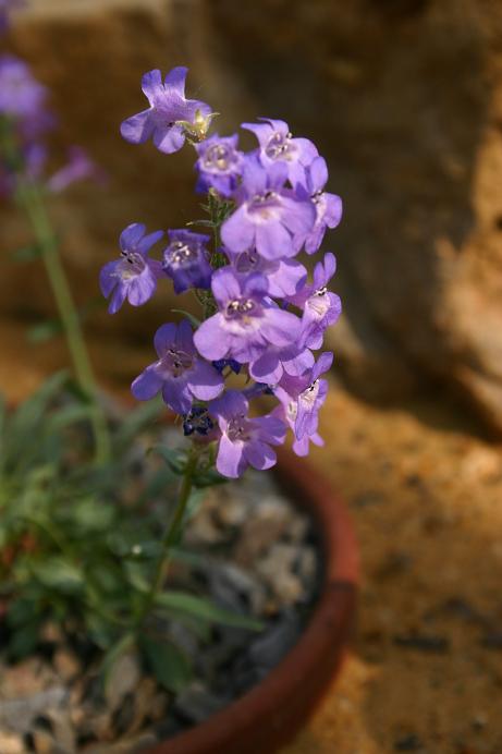 Penstemon humilis var humilis 