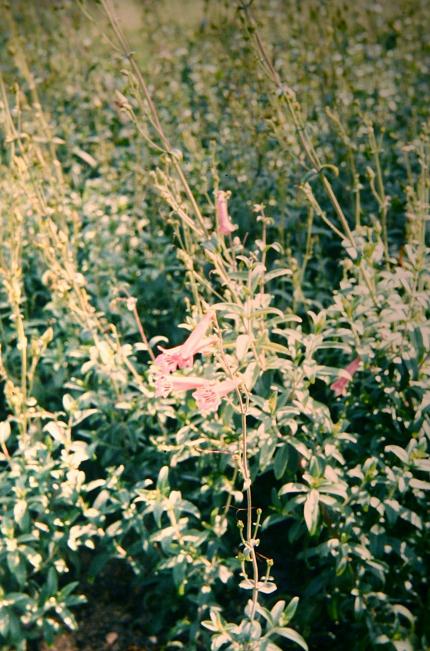 Penstemon isophyllus 