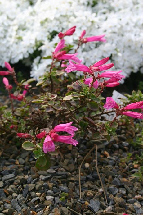 Penstemon laetus roezlii 