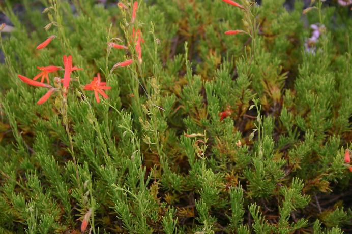 Penstemon pinifolius 