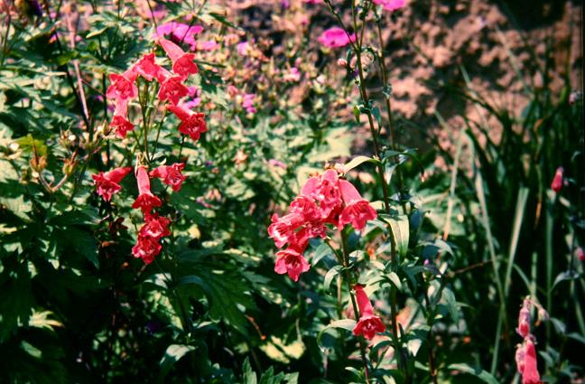 Penstemon 'Stapleford Gem' 