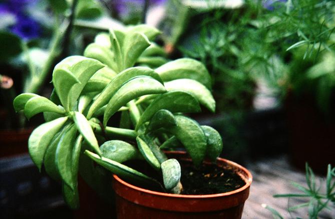 Peperomia dolabriformis 