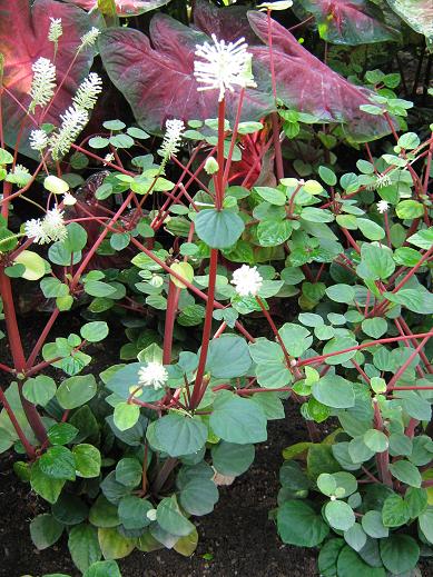 Peperomia fraseri 