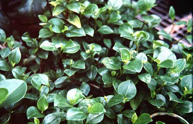 Peperomia glabella 