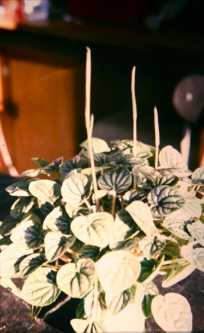 Peperomia hederifolium 