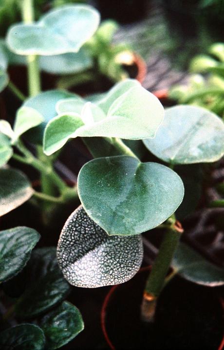 Peperomia incana 