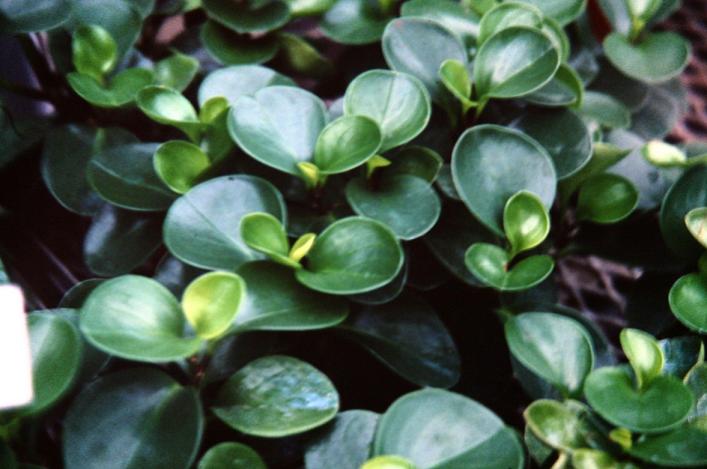 Peperomia magnoliifolia 