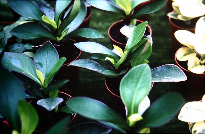 Peperomia obtusifolia 