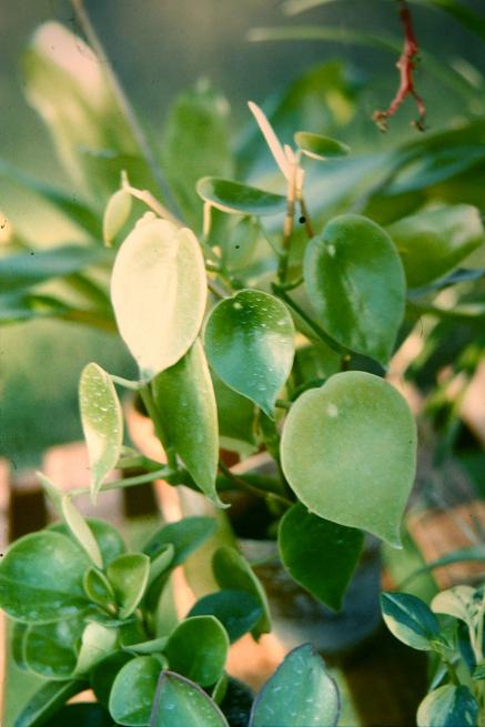 Peperomia polybotrys 