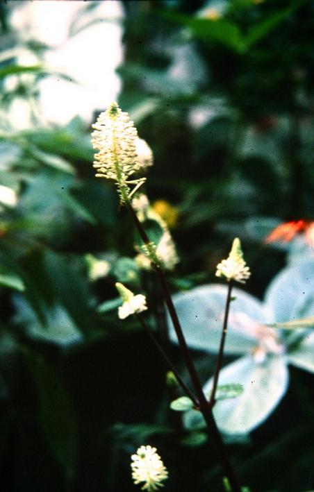 Peperomia resediflora 