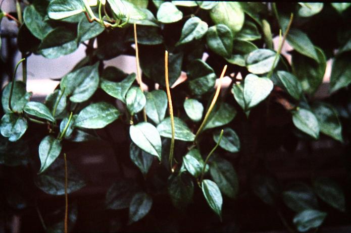 Peperomia scandens 
