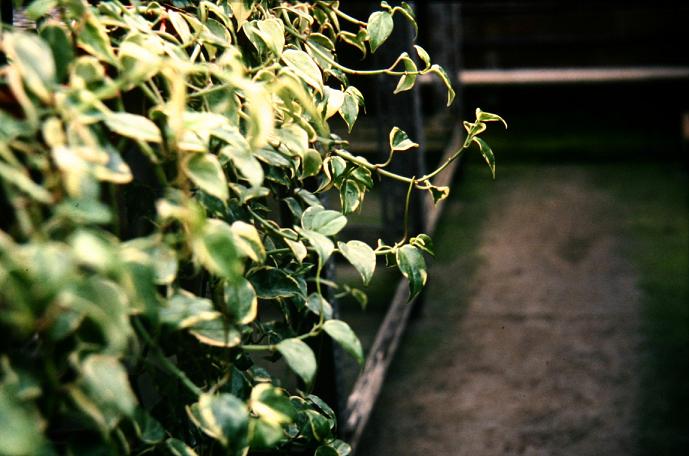 Peperomia scandens 'Variegata' 