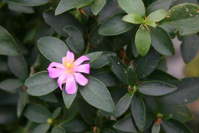 Pereskia weberiana 