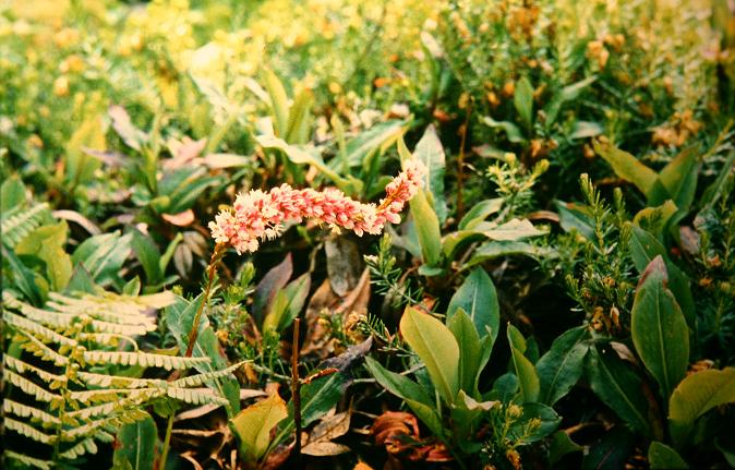 Persicaria affine 'Darjeeling Red' 