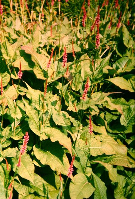 Persicaria amplexicaulis 