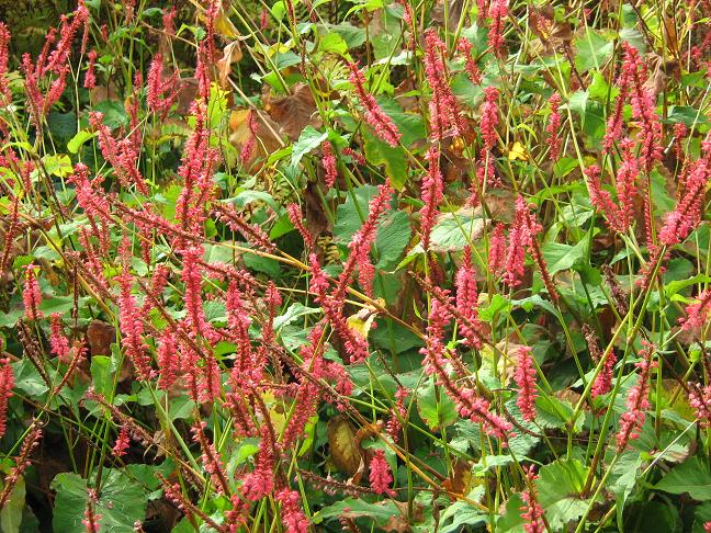 Persicaria amplexicaulis 'Atrosanguinea' 