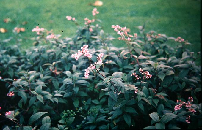 Persicaria campanulata 