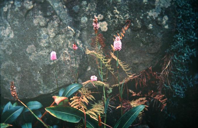 Persicaria coriacea 