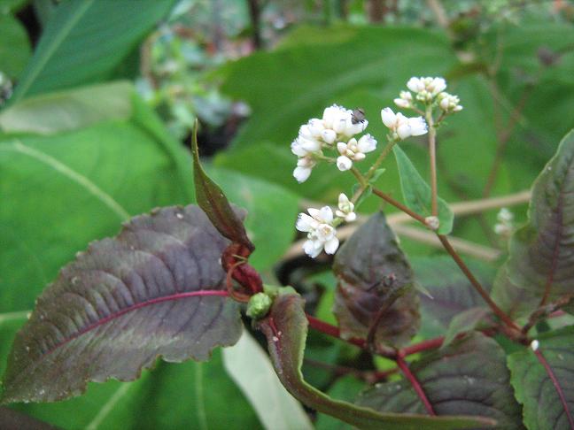 Persicaria microcephala 'Red Dragon' 