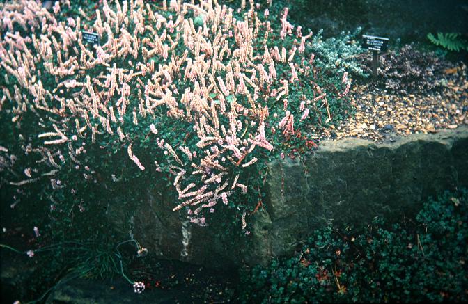 Persicaria vacciniifolia 