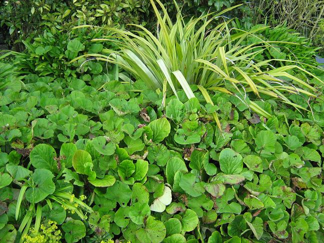 Petasites fragrans 