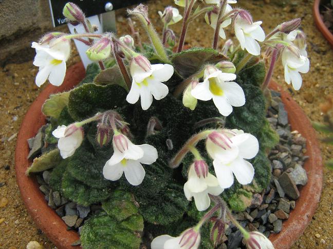 Petrocosmea begonifolia 