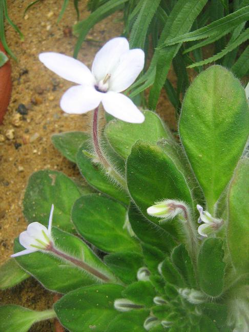 Petrocosmea grandiflora 