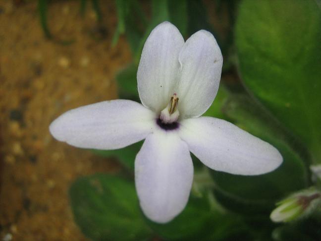 Petrocosmea grandiflora 