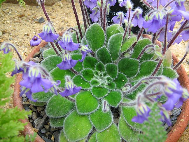 Petrocosmea iodioides 