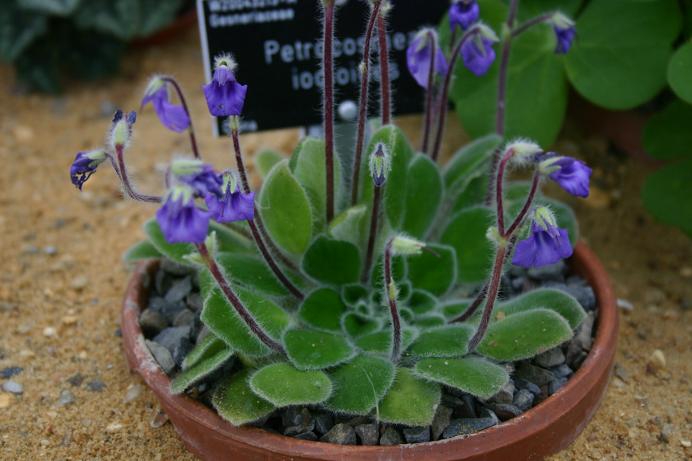 Petrocosmea iodioides 